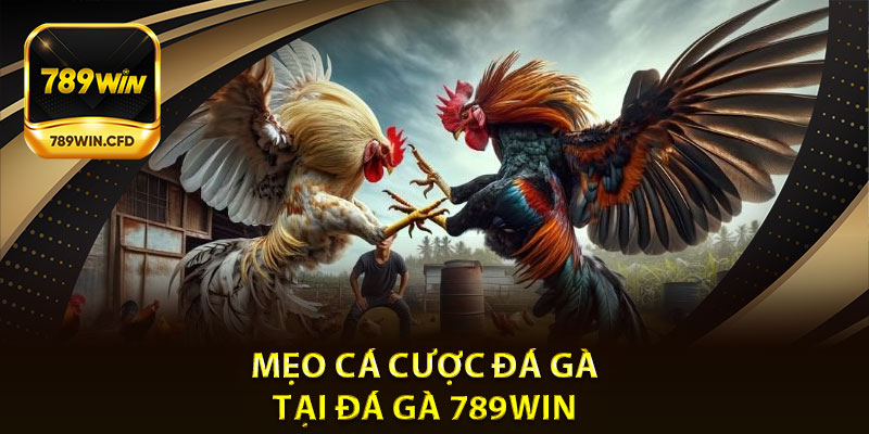 Mẹo Cá Cược Đá Gà Tại Đá Gà 789Win