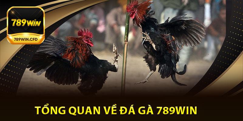 Tổng Quan Về Đá Gà 789Win